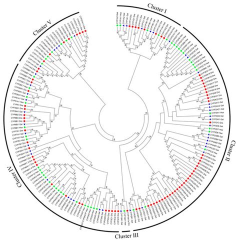Global Investigation of Cytochrome P450 Genes in the Chicken Genome
