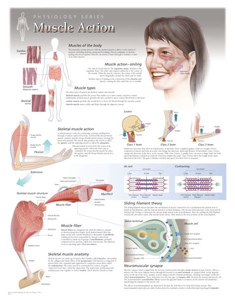Muscle Action - Scientific Publishing