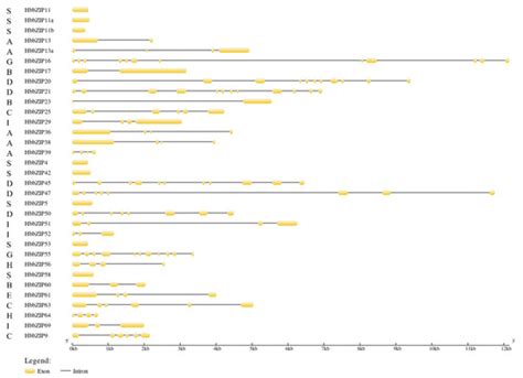 Characterization of 33 HbbZIP Gene Family Members and Analysis of Their ...