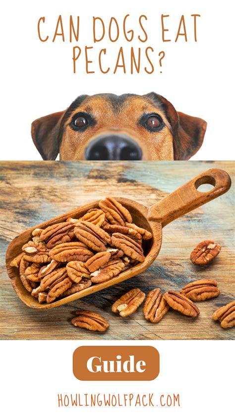 Can Dogs Eat Pecans? Everything You Need to Know