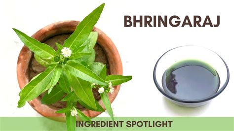 Bhringraj – Earthy Sapo