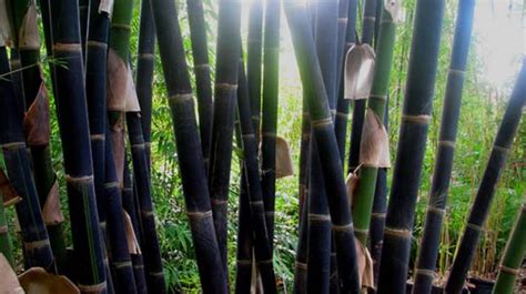 Image result for Black Java Software