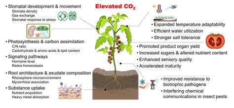 Carbon Dioxide In Greenhouses