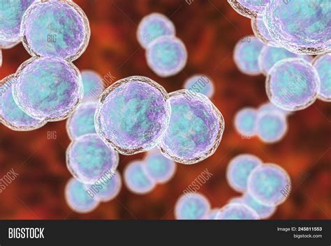 Moraxella Catarrhalis Bacteria, 3d Illustration. Gram-negative Aerobic ...