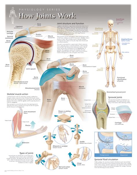 Understanding How In Human Body Joints Work