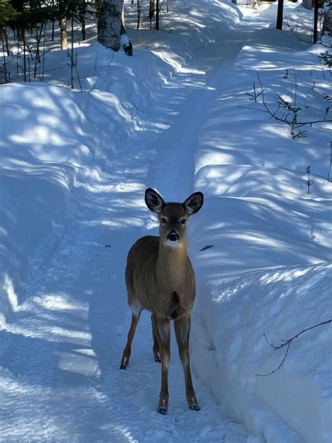 Animals on Snow · Free Stock Photo