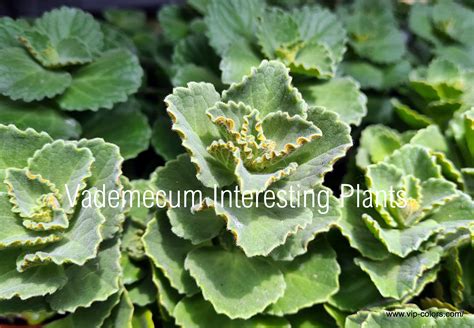 Vademecum Interesting Plants: Coleus canina - Koleus psi - Kattenschrik