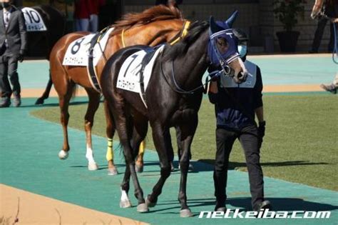 ナンヨーアゼリア (Nanyo Azalea) | 競走馬データ - netkeiba