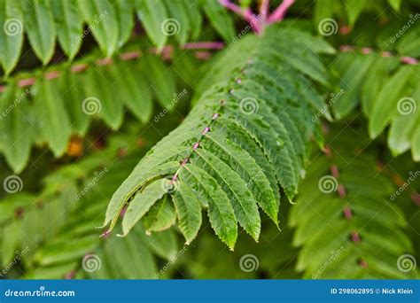 Green Leaves of Fern Plant Branching Out from Distant, Blurry Center of ...