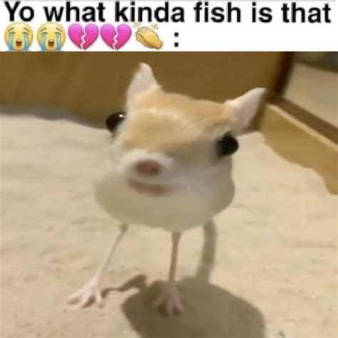 Best 12 Long Eared Jerboa – Power Point information Facts Pictures ...