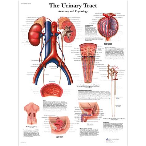 The Urinary Tract - Anatomy and Physiology | 1001562 | 3B Scientific ...