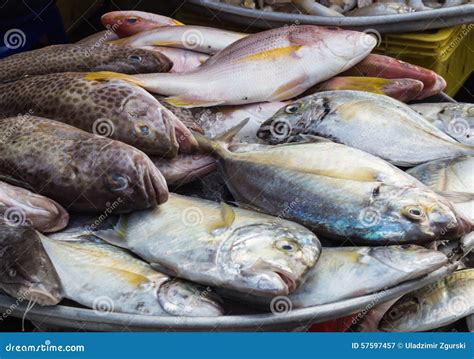 Diversos Tipos De Pescados De Mar En El Mercado Imagen de archivo ...