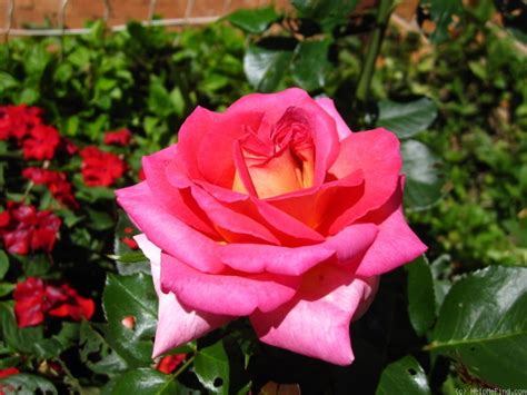 'Isidingo' Rose