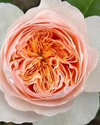 Image result for Climbing Rose Plant