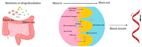 Leaky Gut and the Ingredients That Help Treat It: A Review