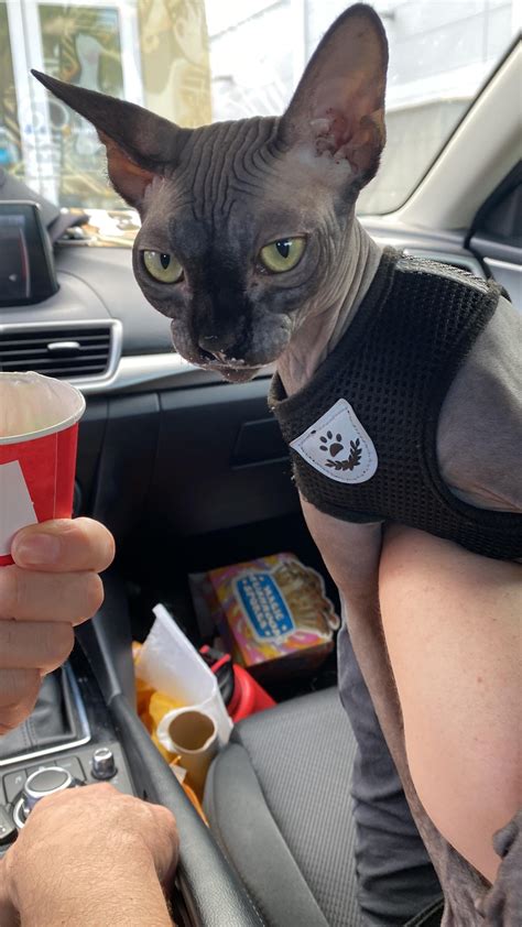 Osiris had his first pup cup… : r/sphynx