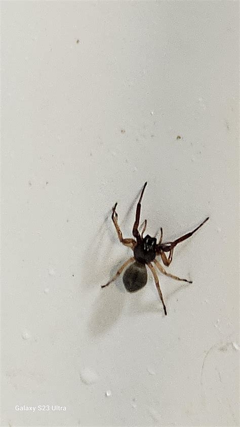 What is this dude/dudette in my sink? : r/spiders