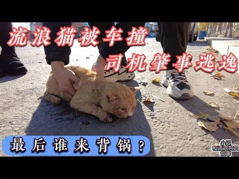 【重庆】流浪猫被困9楼横梁业主3小时救下，拍摄者：它全程在呼救，救下后被人收养了