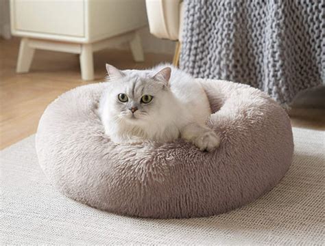 10 Things to Remember While Buying Luxury Cat Bed Online in India ...