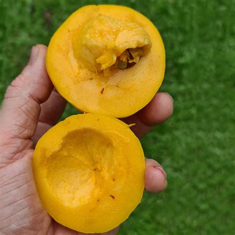 Russell Sweet Garcinia Fruit Plants (Garcinia Russelii) – veliyathgardens