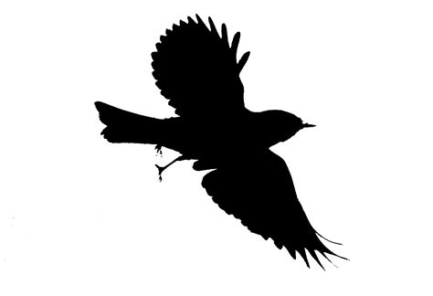 Black Bird Outline - ClipArt Best