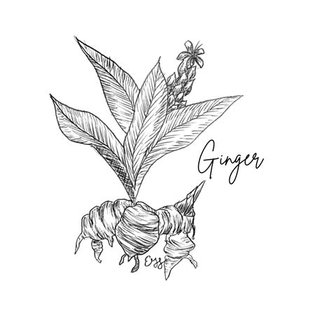 Zingiber Officinale Illustration
