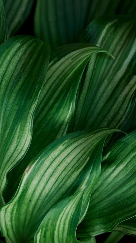 Green Phone Wallpaper Technology 的图像结果