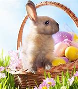 Image result for Happy Easter Bunnies