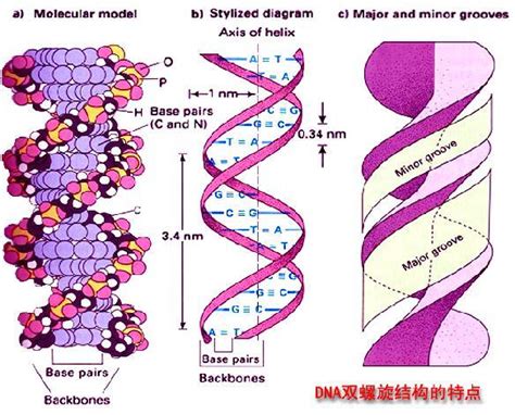 DNA双螺旋_360百科