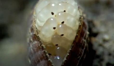Image result for Cockroach Hatching