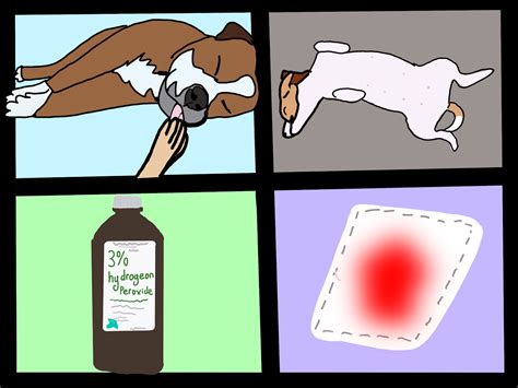 Image result for Basic First Aid for Pets