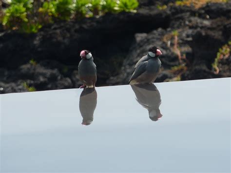 Image result for Java Sparrows for Sale