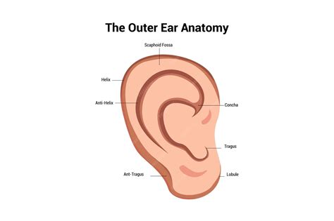 Premium Vector | Outer Ear Anatomy Vector Illustration