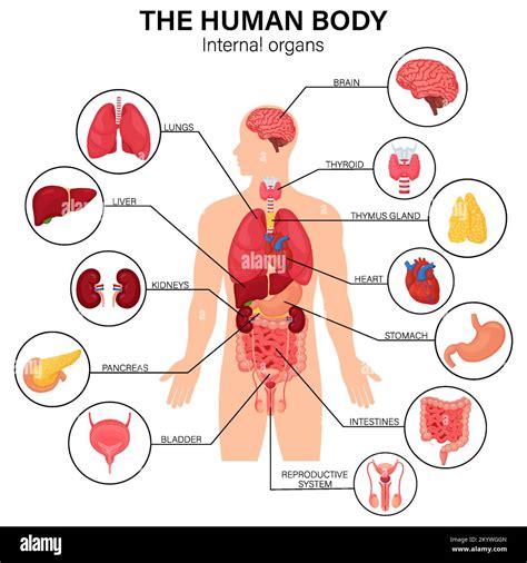 Human body internal organs diagram flat infographic poster with icons ...