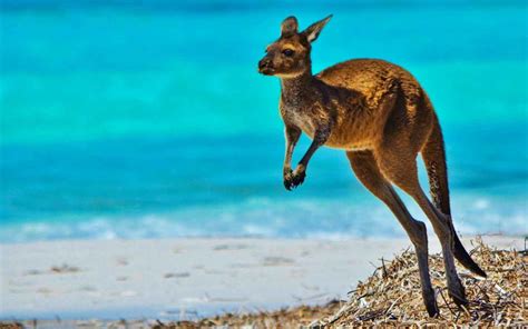 Abroad 的图像结果