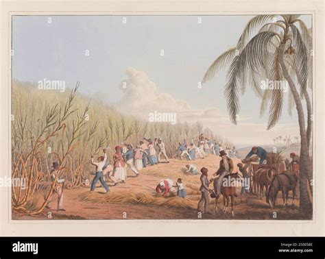 Cutting the sugar-cane. From Views in the island of Antigua ...