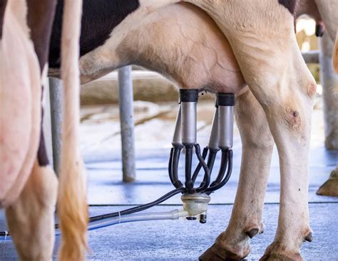 Milchpreise: Talsohle durchschritten? „Landwirte müssen weniger melken ...