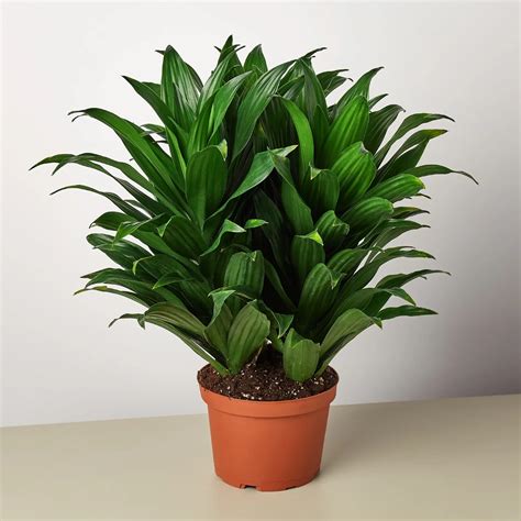 Varieties Of Dracena Plant