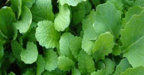 Buy Mustard Sarso Saag Vegetable Seeds | Hobbyplus.in | Free Shipping