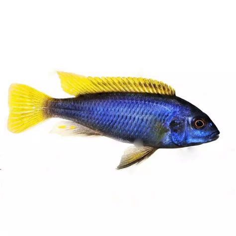 Yellow-tail Acei 2inch (Pair) – Best4Pets