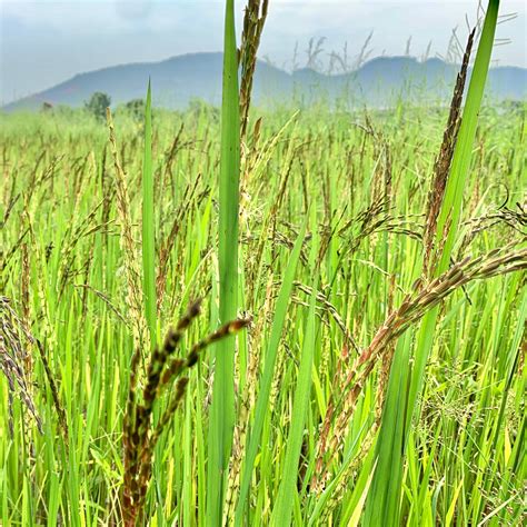 Burma Desi Black Basmati Paddy Seeds – Vintage Farmers