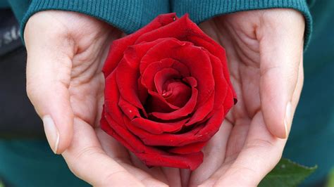 Rosas rojas: el significado simbólico de las flores más bonitas del jardín