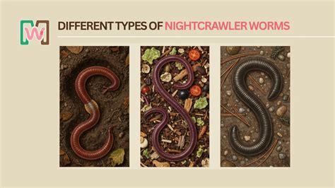 What Are The Different Types of Nightcrawler Worms?