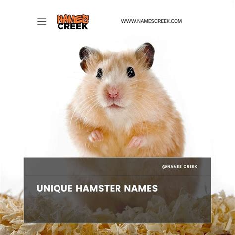 160+ Hamster Names: Cute, Funny And Unique Ideas