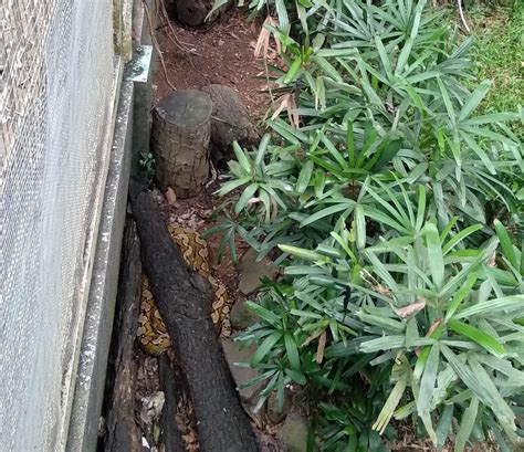 Image result for Reticulated Python Enclosure