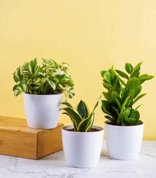 Buy Lucky Plants Combo (ZZ, Snake Plant & Scindapsus Njoy) online ...