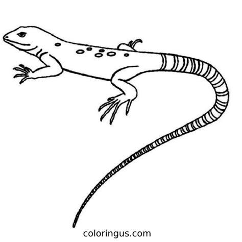 Lizard Coloring Pages (Free Printable PDF)