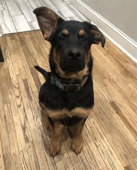 Rottweiler Mix German Shepherd Puppies