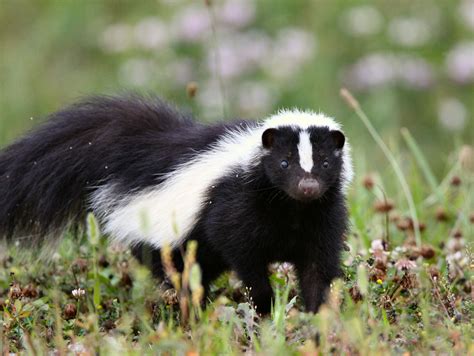 How to deal with problem Skunk in Vermont | WildlifeHelp.org