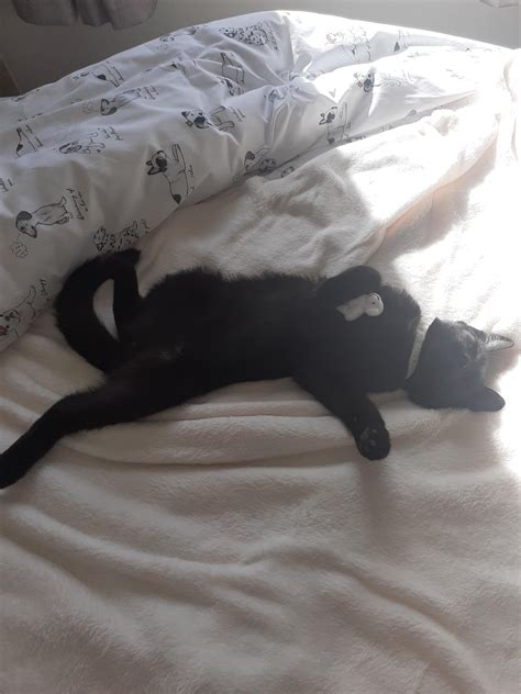 My cat Bob has got some really strange sleeping positions 😂😺 : r/cats
